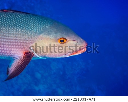 large silver fish with orange eyes swim very close during diving in egypt closeup view