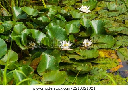 White flowering water lilies on a pond