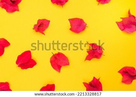 Beautiful blooming fresh flower isolated on paper background