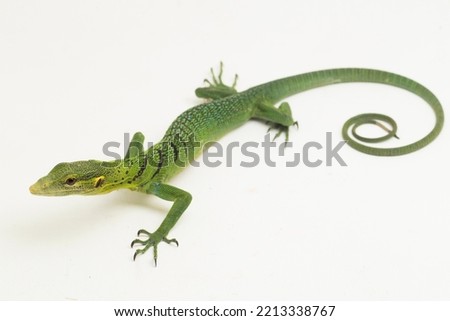 The emerald green tree monitor lizard (Varanus prasinus) isolated on white background Royalty-Free Stock Photo #2213338767