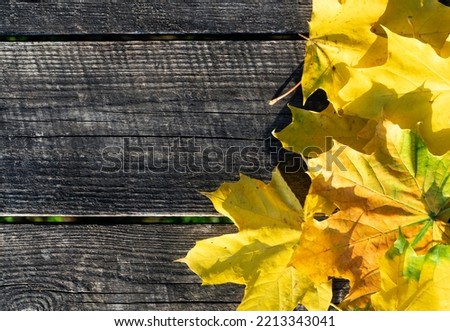 autumn leaves on the table, close up