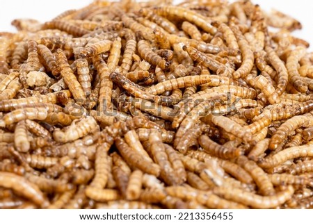 Dried mealworm close-up,  selective focus. food for feeding hamsters, rats, mice, gerbils, hedgehogs .  Meal worms are a source of protein and protein. Flat lay, copy space.