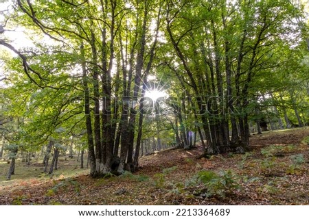 Chestnut forest in the Castanar El Tiemblo. Avila