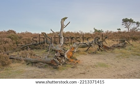 Remains of a dead tree in a heath landscape. Kalmthoutse Heide, Flanders, Belgium Royalty-Free Stock Photo #2213371415
