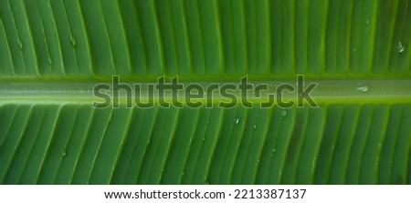 Close up green banana leaf for pattern, wallpaper or background.