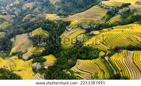 The majestic terraced fields in Ha Giang province, Vietnam. Rice fields ready to be harvested in Northwest Vietnam.