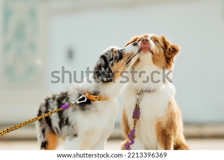 Miniature American Shepherd dogs portrait. Cute dogs at the city walk. Two dogs together