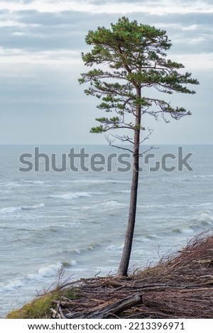 Lonely pine tree with beautiful rough grey sea with waves and reeds and dry grass among the dunes on the cliff, sea landscape, vertical 