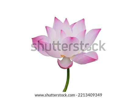 Pink lotus flower  isolated on white background, clipping path
