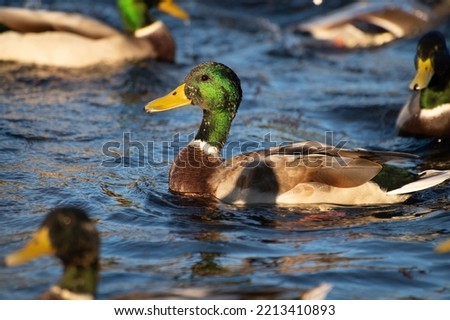 A green-headed drake, illuminated by the evening sun, swims in a city pond. Waterfowl.