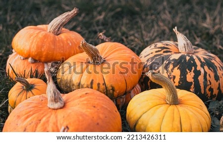 Many decoratives pumpkins among green grass outdoors.