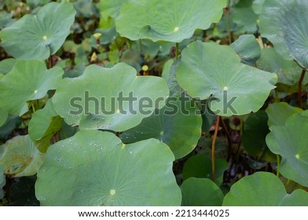 Lotus flower leaves in pond