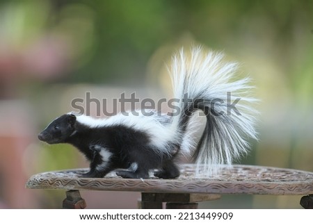 A skunk, black feathers and white stripes running from the body to the tail, walk on a wooden table.