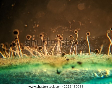 photo of fungi mold mycelium growth and spores under the microscope Royalty-Free Stock Photo #2213450255