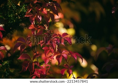 AUTUMN - Colorful season on plants in the sunshine