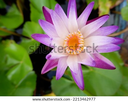 Beautiful backgrounds and pictures of lotus and beautiful flowers.