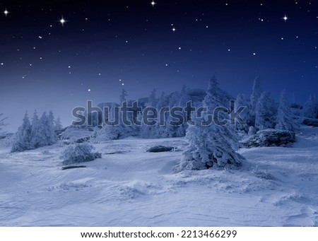 Snowy fir trees in a cold winter night