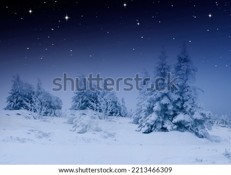 Snowy fir trees in a cold winter night