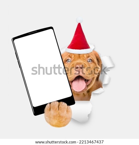 Happy mastiff puppy wearing santa hat holds big smartphone with white blank screen in it paw, showing close to camera through torn white paper hole. Empty free space for mock up, banner