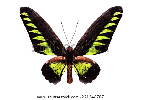 beautiful tropical butterfly flying isolate on white background with clipping path