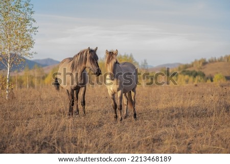 two beige horses are standing in a field. a horse is looking at another horse. horses in the pasture. wild horses