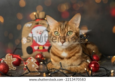 A ginger domestic cat sits on a dark background with Christmas tree lights and decorations. Christmas card.