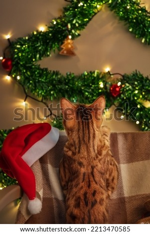 Bengal cat looks at the Christmas decorations at home. Christmas and New Year concept