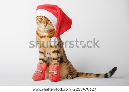 Funny Bengal cat in a Christmas hat isolated on a white background. Cat Santa in a red hat and socks.