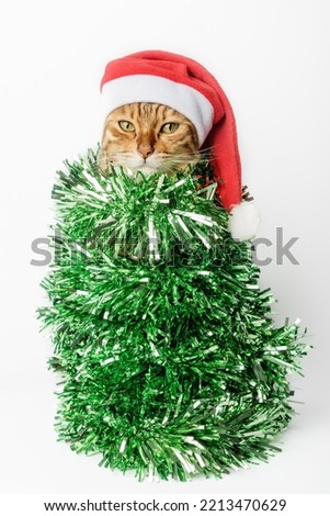 Christmas cat wearing a santa hat and wrapped in green ribbon, tinsel or garland. Cat - Christmas tree on a white background.