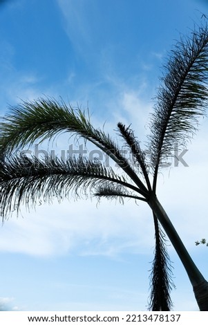 clouds and blue sky with palm trees