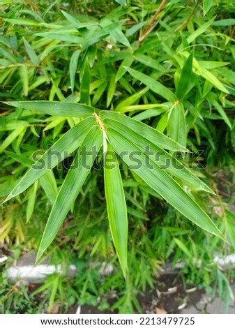 green bamboo leaf wallpaper background