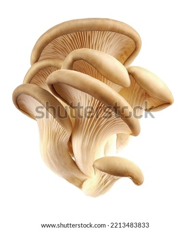 Oyster mushrooms are isolated on a white background. Full clipping path. Royalty-Free Stock Photo #2213483833