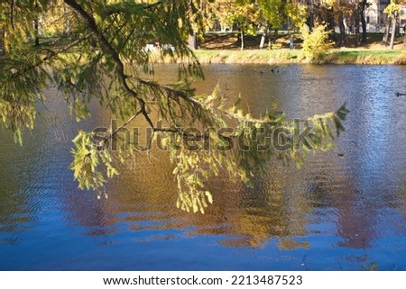 Fir-tree branche over river background