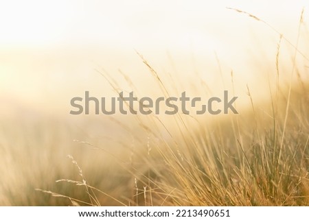 Zen warm autumn background with yellow fluffy and softness  dry grass on alpine meadow in golden sunset light closeup, blur. Quiet, gentle, serenity of natural fields countryside background.