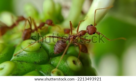 Little Red Fire Ant Feeds on the leaves of the noni fruit with selective focus. Macro cover lots of fire ants or red ants on leaves with lighting, perfect for background wallpaper
