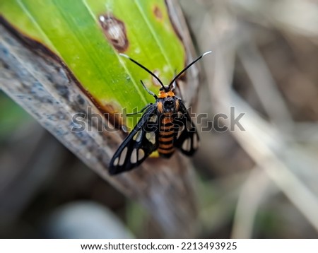 Amata huebneri is a day flying moth in the superfamily Arctiinae of the tiger and furry bear moths, insects that perch on dry leaves in the macro shot. It can be found throughout Indonesia