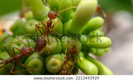 Little Red Fire Ant Feeds on the leaves of the noni fruit with selective focus. Macro cover lots of fire ants or red ants on leaves with lighting, perfect for background wallpaper