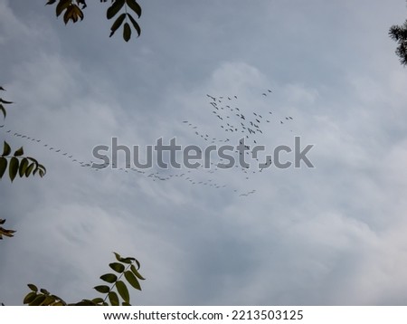Migratory birds - the common cranes in flocks flying high in the sky in V-shaped or triangle formation, making journey between their summer breeding and wintering grounds