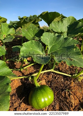 a picture of baby yellow pumpkin fruit taken in the morning 