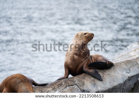 Sea lion on the beach in Galapagos Islands.