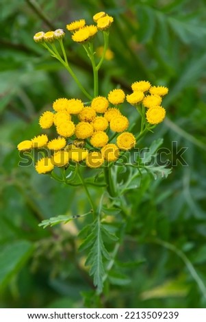 Tansy flowers Tanacetum vulgare Genus of perennial herbaceous plants and shrubs of the family Asteraceae.
