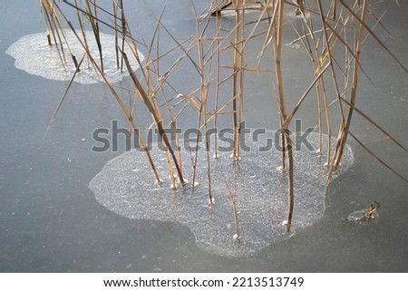 Dry reeds frozen in ice. Ice and reeds melted after the thaw.