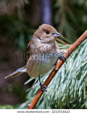 Sparrow close-up perched on a branch with a blur background  in its environment and habitat surrounding. House Brown Sparrow. Coniferous trees. 