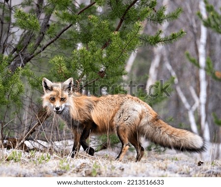 Red fox close-up profile side view looking at camera with a blur forest background in its environment and habitat. Fox Image. Picture. Portrait.