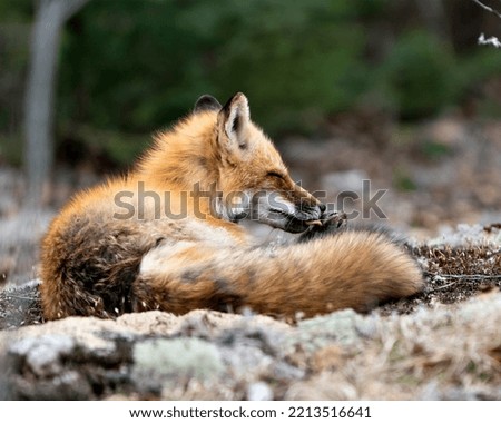 Red fox cleaning paw in the springtime displaying fox tail, fur, in its environment and habitat with a blur  background. Fox Image. Picture. Portrait. Photo.