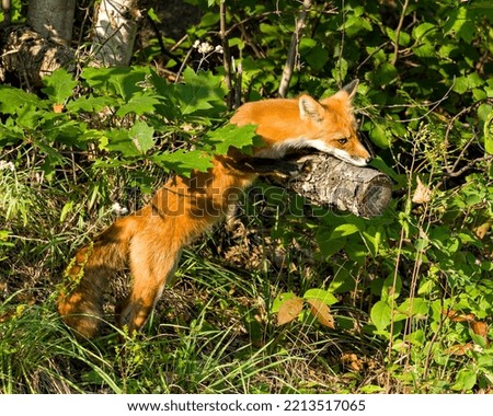 Red Fox climbing a log and basking in the late evening sun light in its environment and habitat surrounding with a foliage background and foreground. Fox Image.