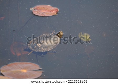 Painted Turtle swimming with lily water pads background in its environment and habitat surrounding, displaying shell, head, paws, tail.