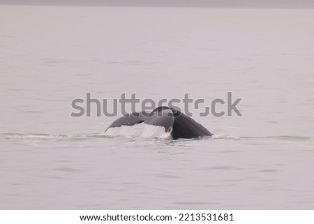 Whale watching in northern Alaska