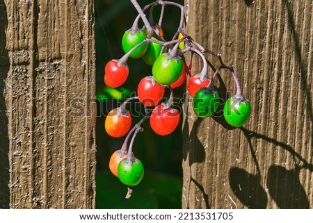 Bittersweet Nightshade colorful green and red berries growing outside the fence with early morning sunlight Royalty-Free Stock Photo #2213531705