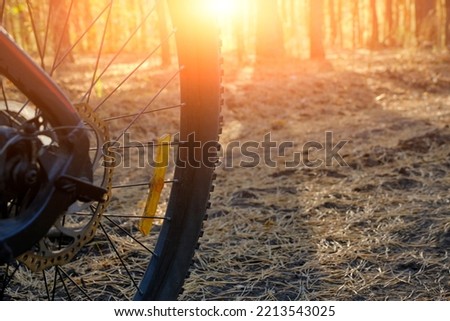 Bicycle wheel on the background of pine forest and sunset